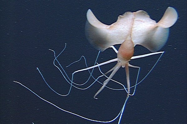Kraken cc ссылка